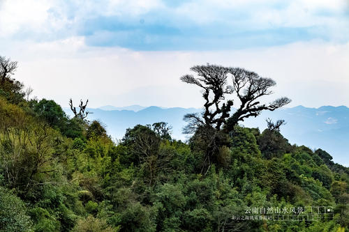 冰川，高山地区地表上存在的天然冰体